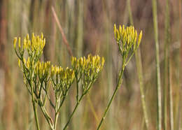 Image of rayless goldenrod