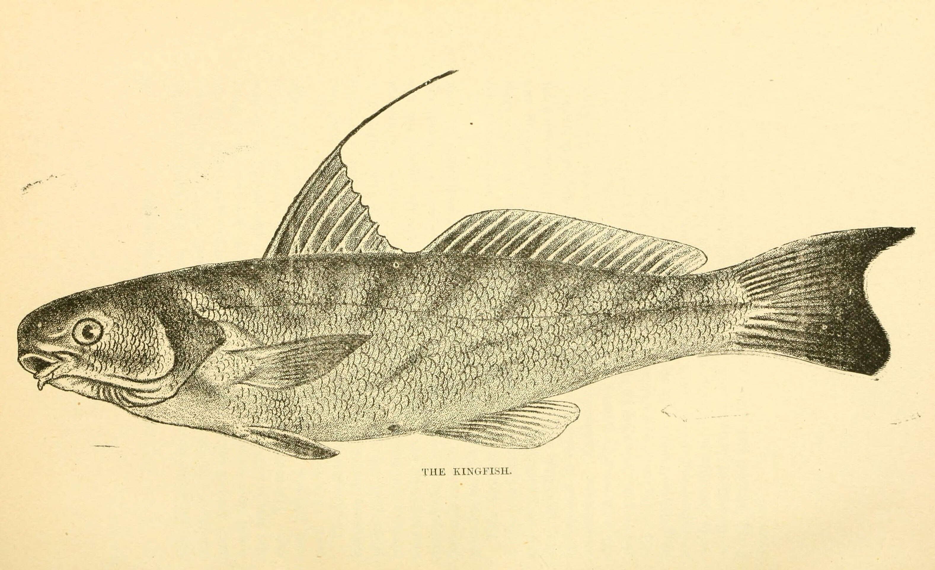 Image of Kingcroakers