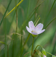 Image of springbeauty