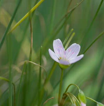 Image of Virginia springbeauty