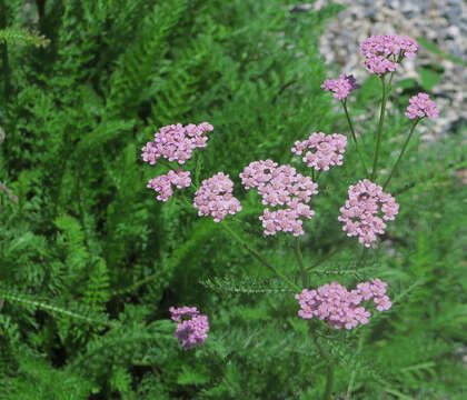 Image of yarrow