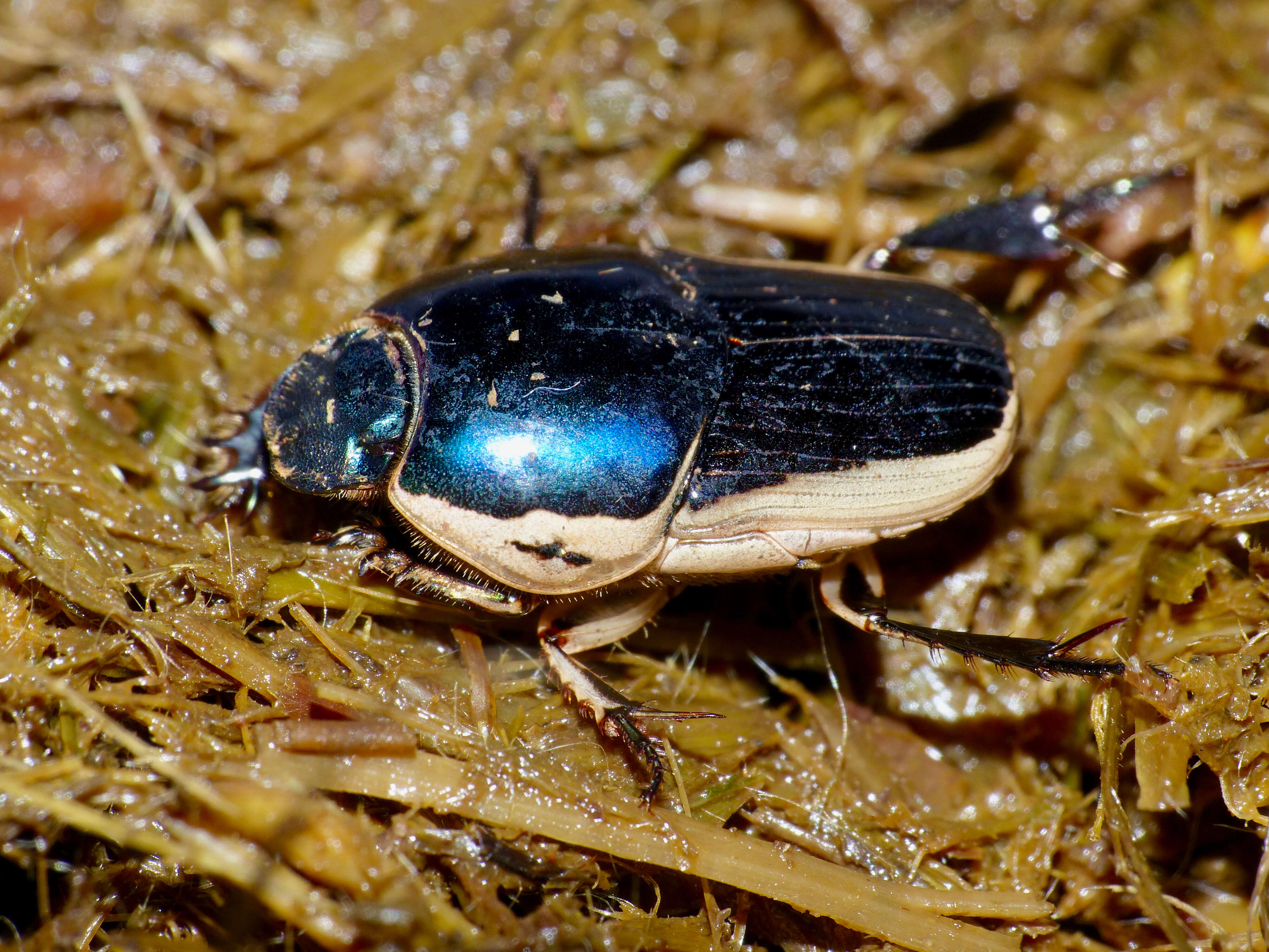 Image of Oniticellus egregius Klug 1855