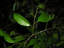 Image de Clarisia biflora Ruiz & Pav.