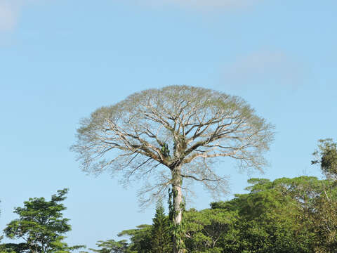 Image of kapoktree