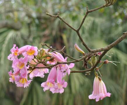 Image of Pink manjack