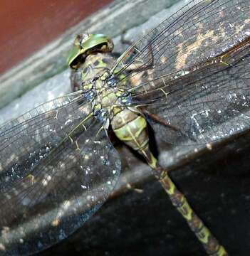 Image of Spotted Darners