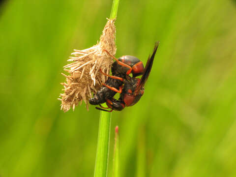 Image of Euodynerus