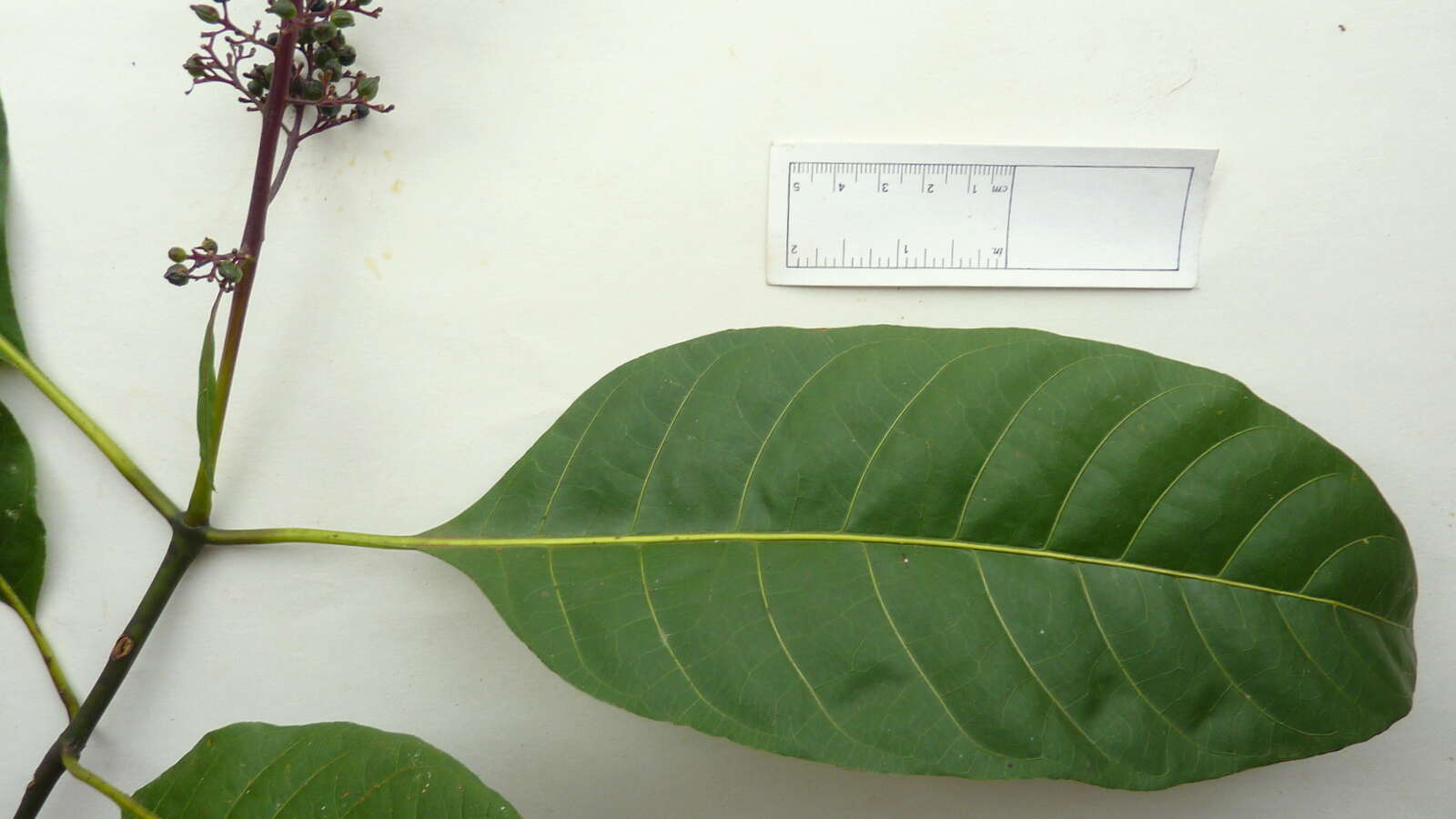 Image of Palicourea blanchetiana Schltdl.