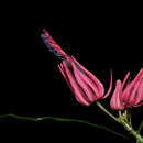 Image de Pavonia multiflora A. St.-Hil.