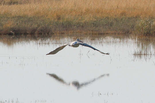 Image of Great White Pelican