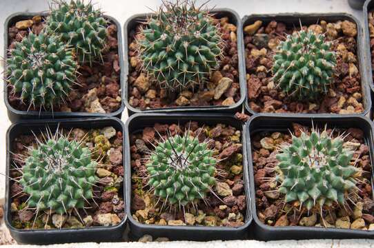 Image of Mammillaria orcuttii Boed.