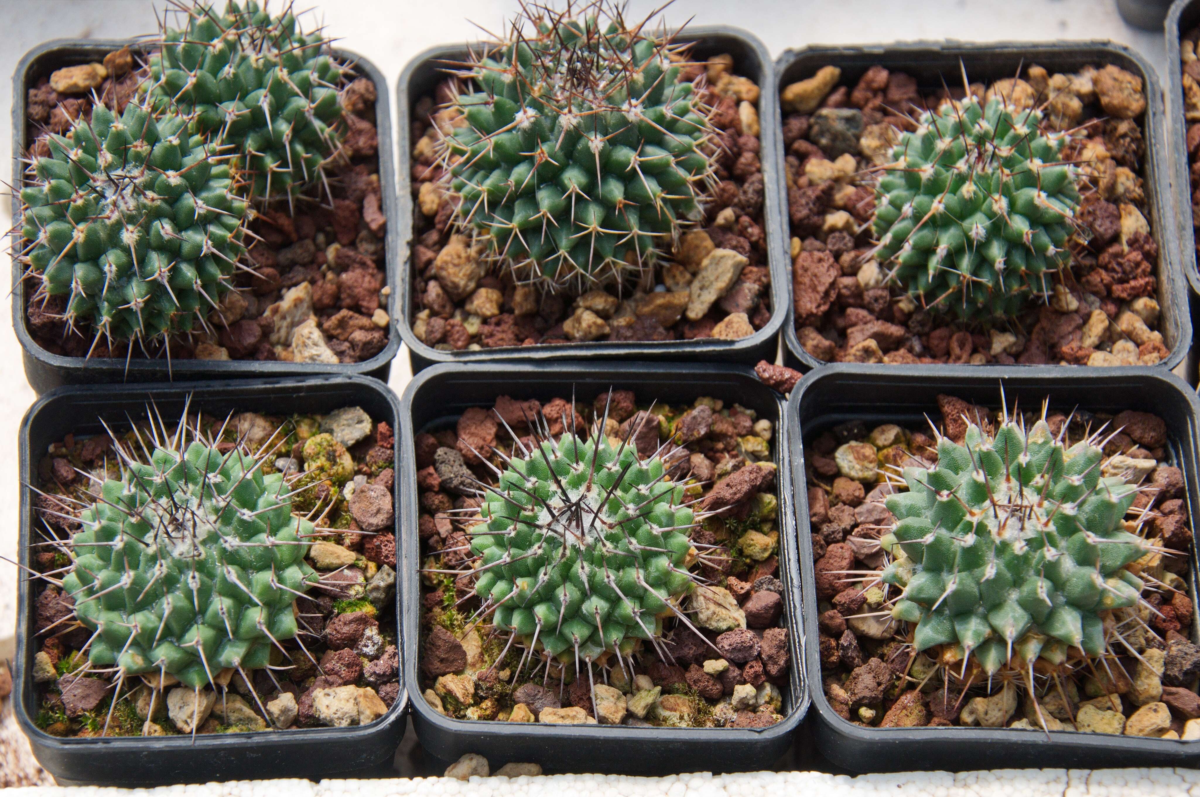 Mammillaria orcuttii Boed.的圖片