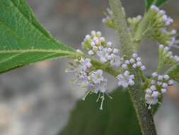 Image of Callicarpa