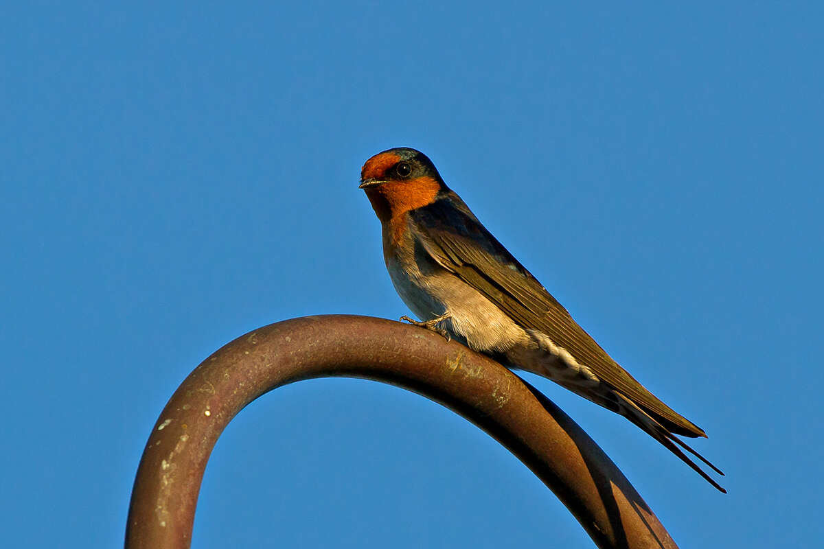 Imagem de Hirundo neoxena Gould 1842