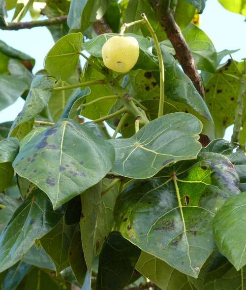 Imagem de Hernandia nymphaeifolia (Presl) Kubitzki