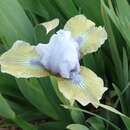 Image of Iridaceae iris