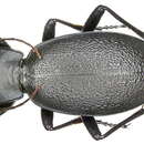 Image of Carabus (Procrustes) coriaceus Linnaeus 1758