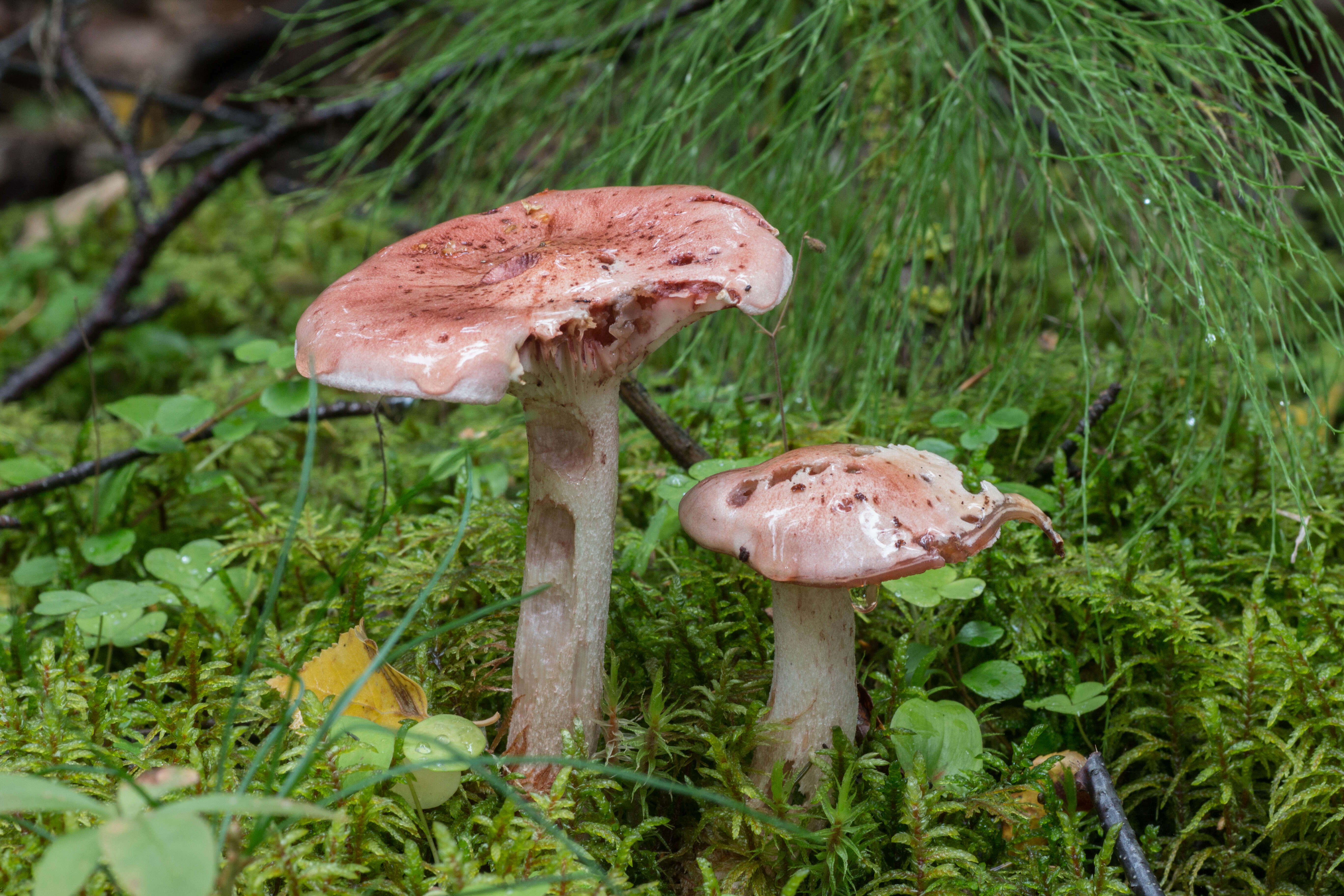 Image of Hygrophorus russula (Schaeff. ex Fr.) Kauffman 1918