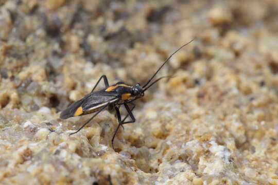 Image of Capsodes flavomarginatus (Donovan 1798)