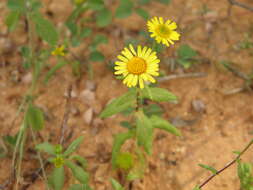 Image of Vicoa indica (L.) DC.