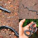 Image of Beddome's Black Earth Snake