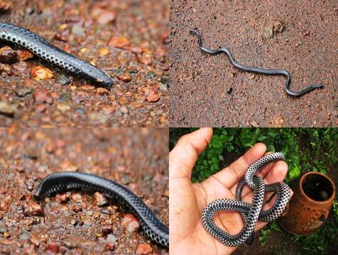 Image of Beddome's Black Earth Snake