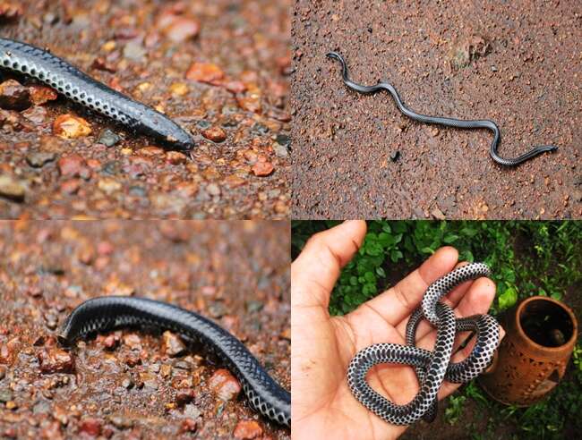 Image of shield-tailed snakes