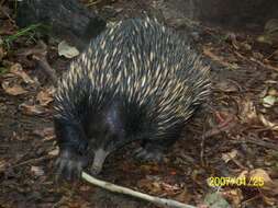 Image of Short-beaked Echidnas