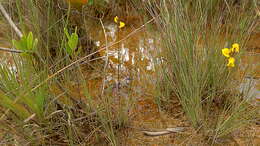 Image of southern bladderwort