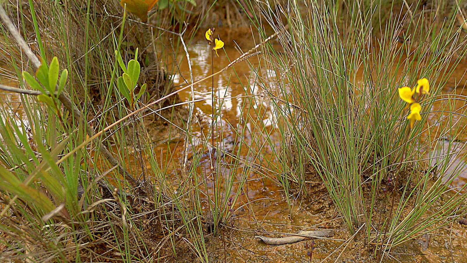 Слика од Utricularia juncea Vahl