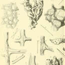 Image de Hippospongia derasa Ridley 1884