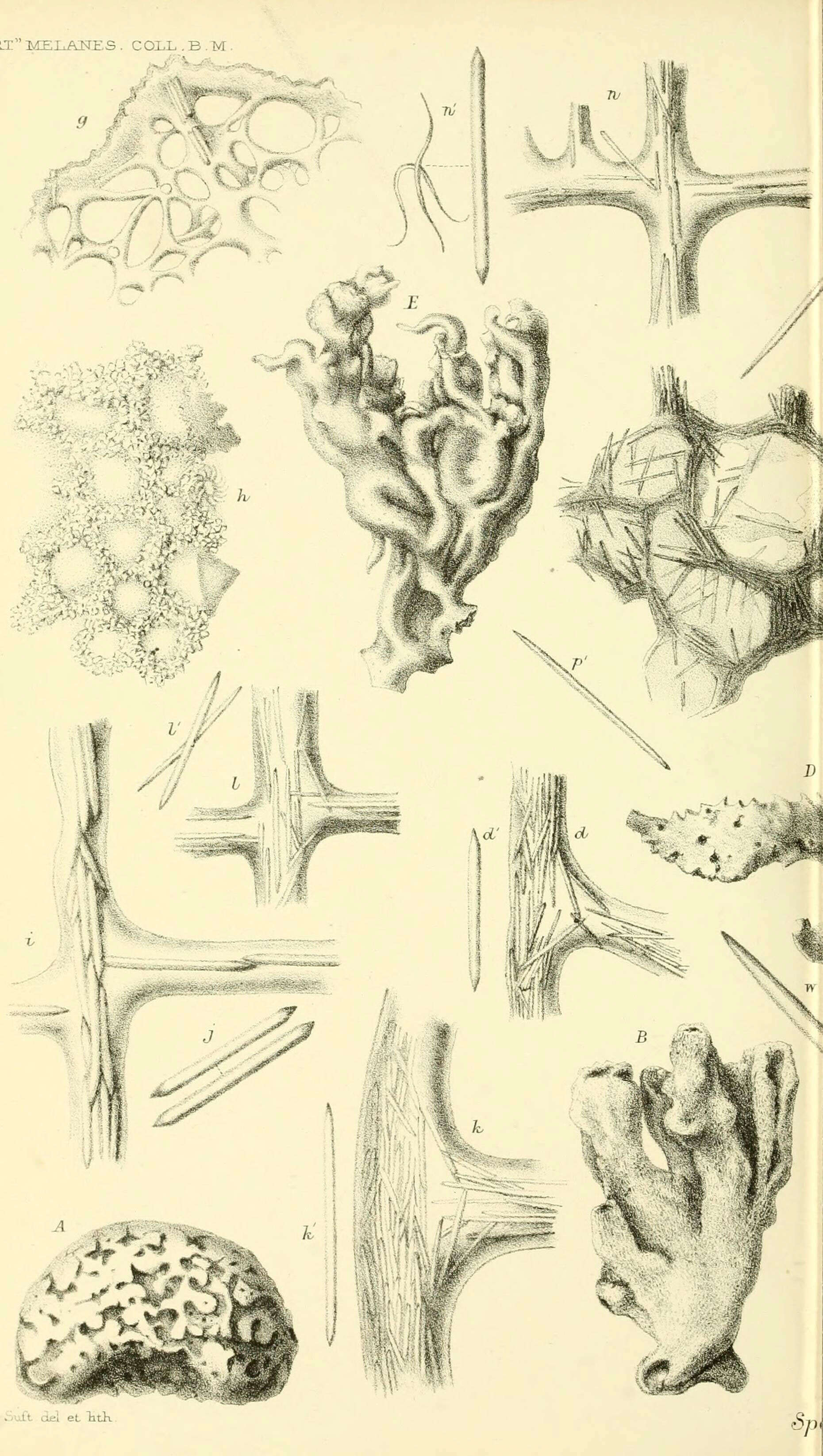 Image de Hippospongia Schulze 1879