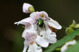 Слика од Prostanthera