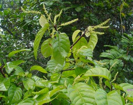 Image of Coccoloba arborescens (Vell.) Howard