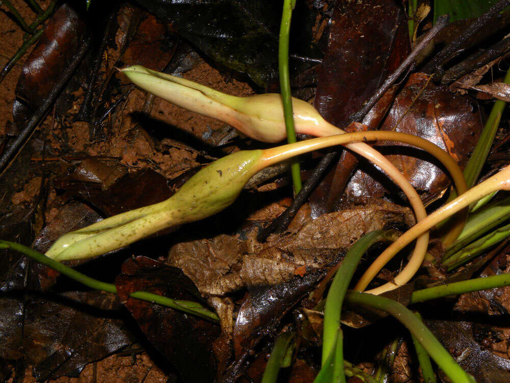 Image of Adelonema erythropus (Mart. ex Schott) Schott