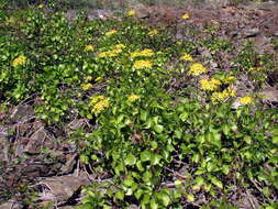 Image of creeping groundsel