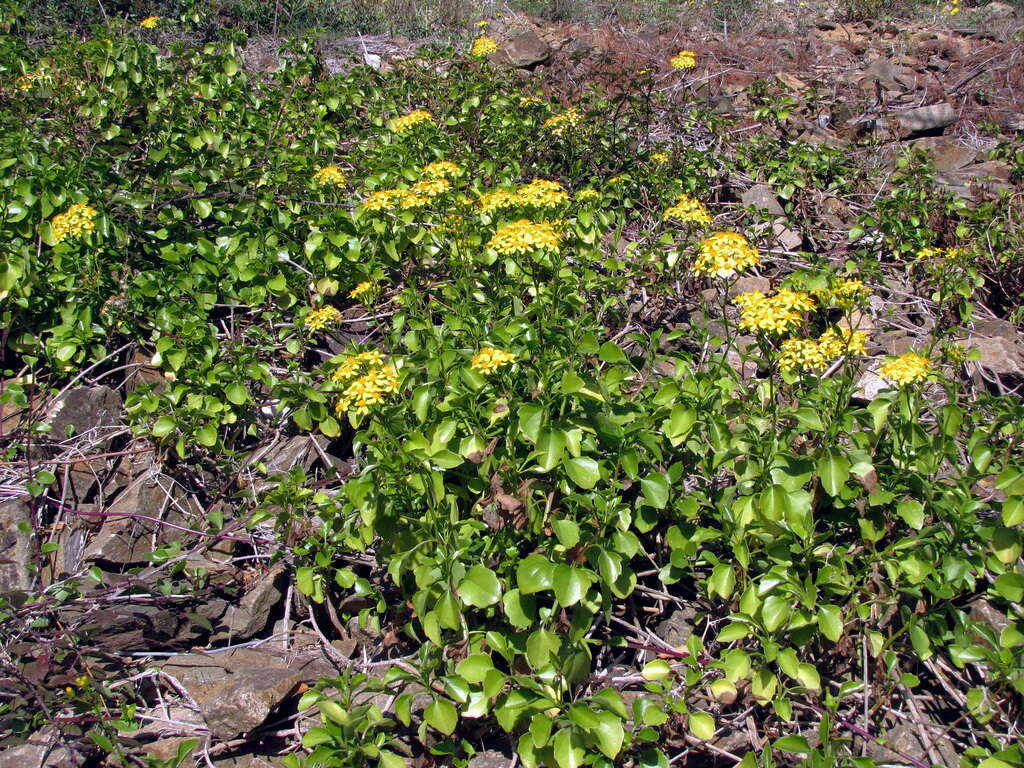 Image of creeping groundsel