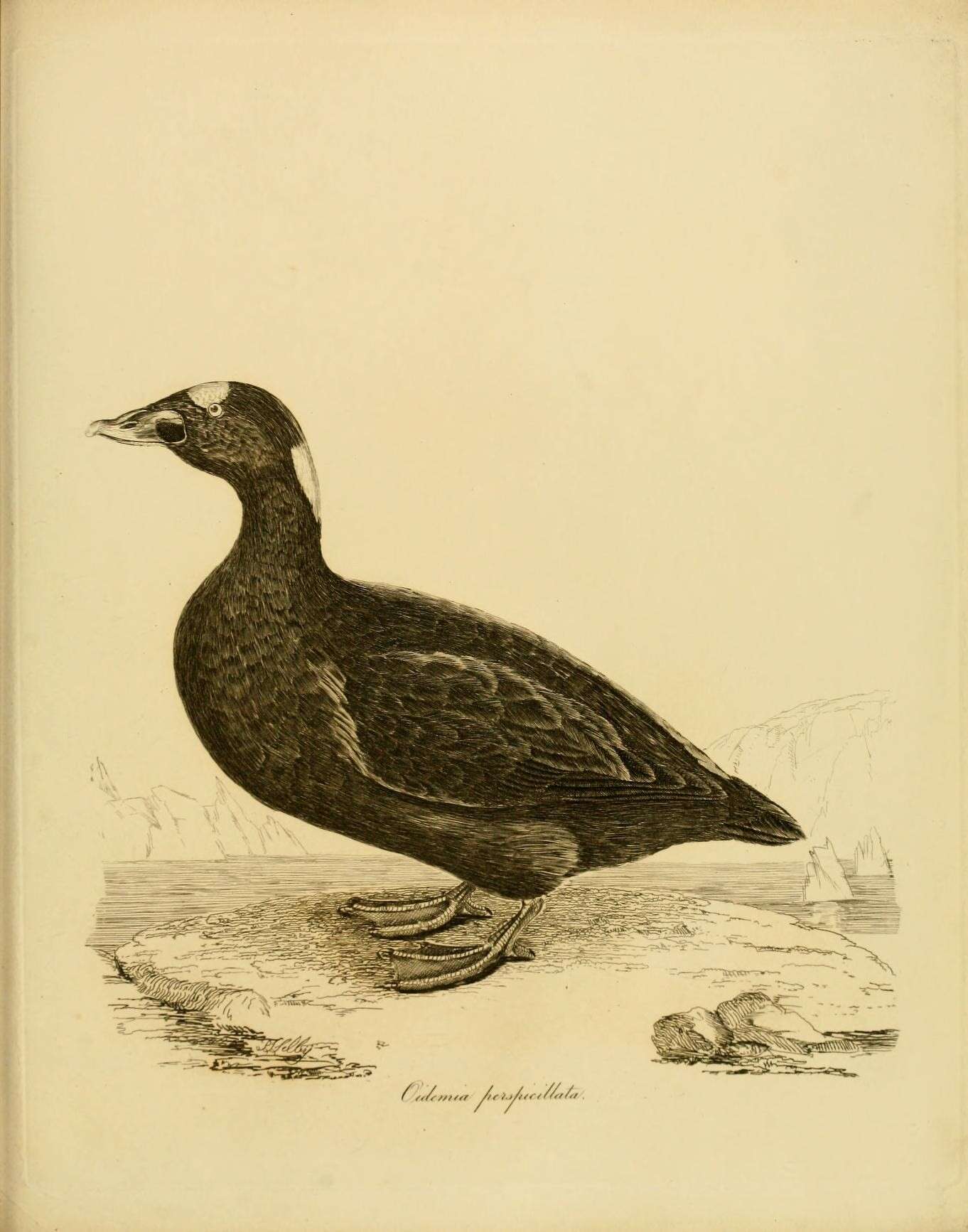 Image of scoter