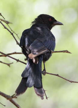 Image of Fork-tailed Drongo