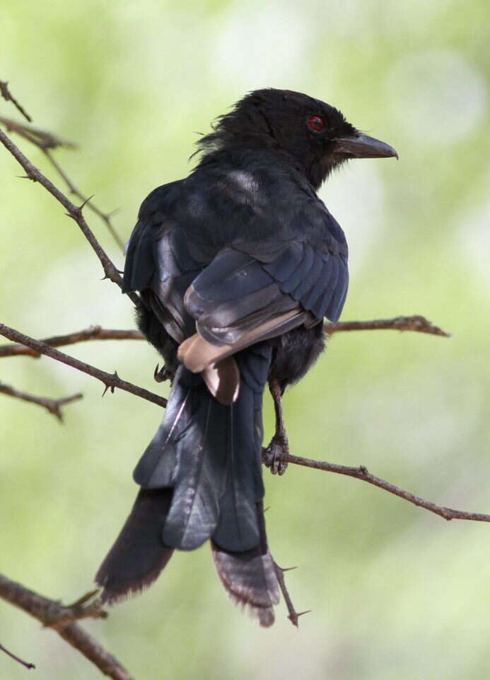 Image of drongos