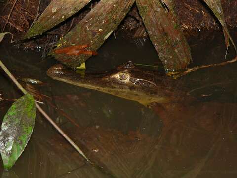 Image of Common Caiman