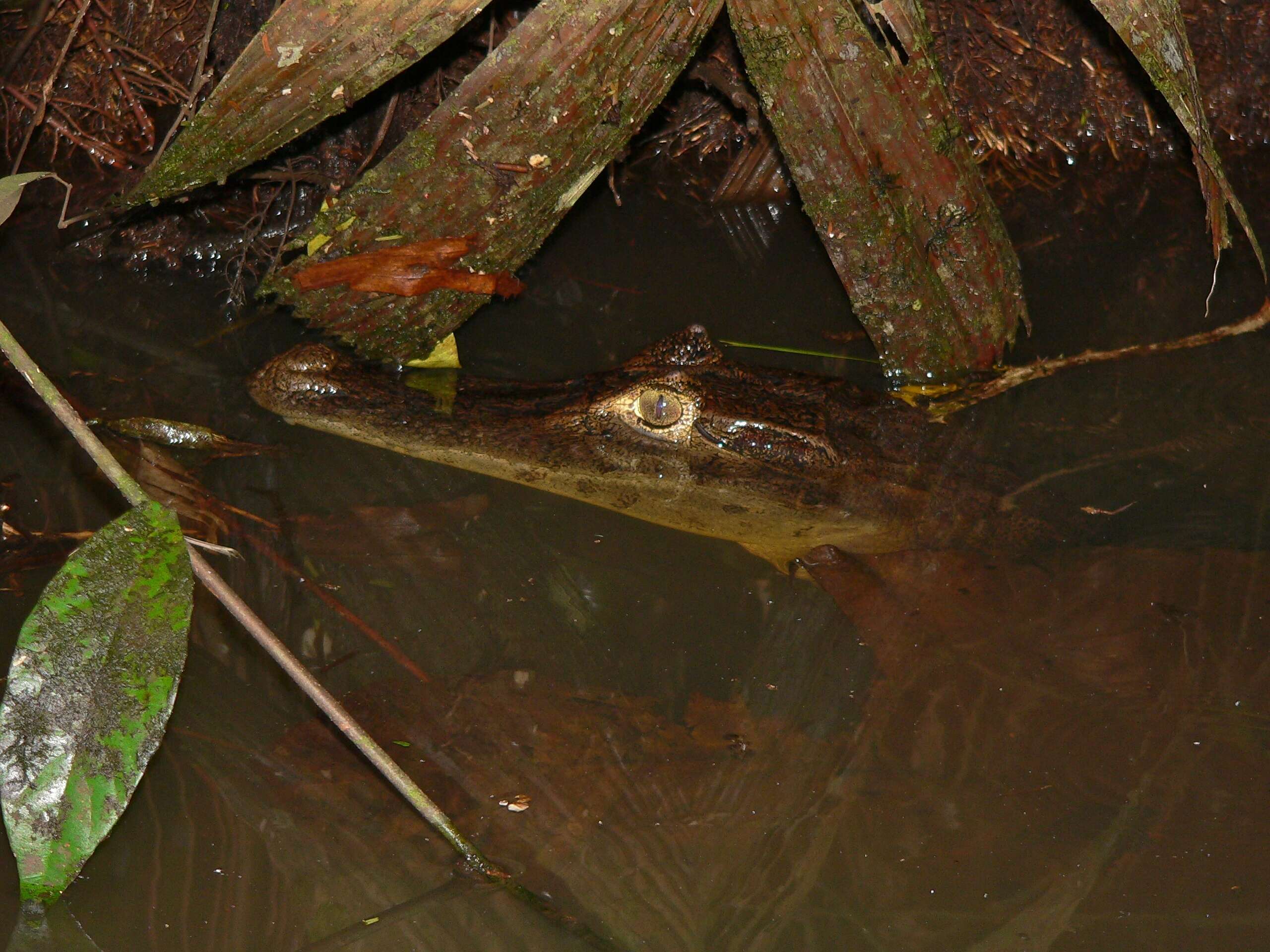 Image of Caimans