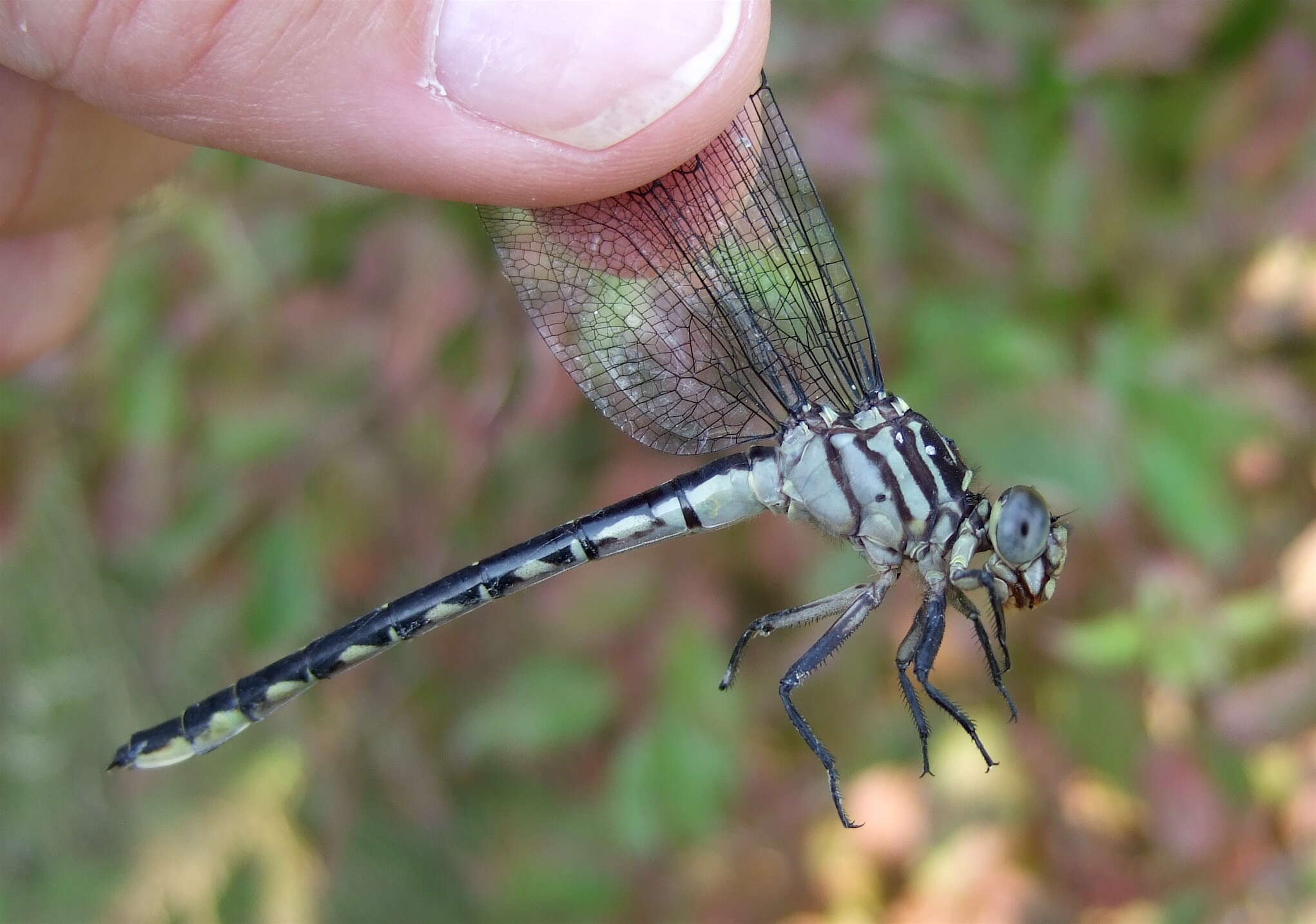 Image of Stylurus Needham 1897