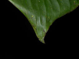 Image of Heliconia trichocarpa G. S. Daniels & F. G. Stiles