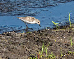 Image of Calidris Merrem 1804