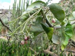 Imagem de Jatropha cinerea (Ortega) Müll. Arg.