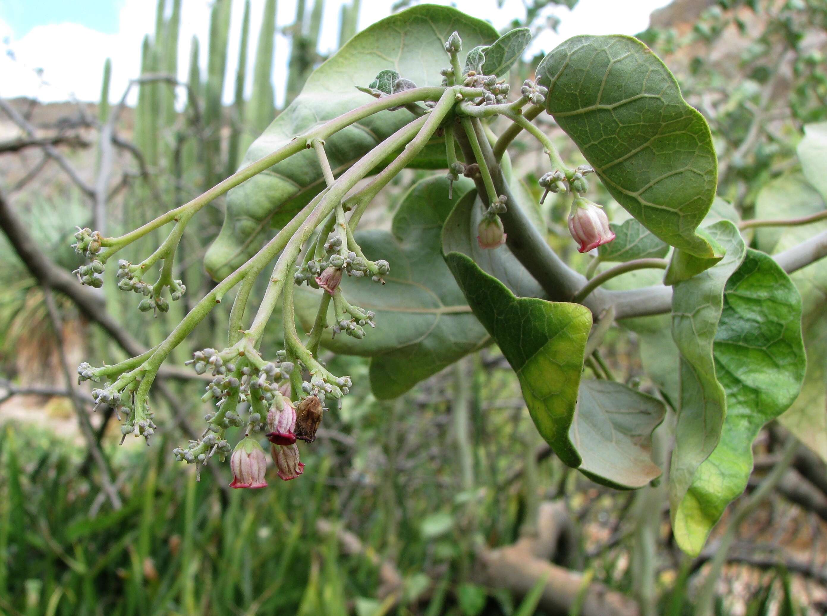 Imagem de Jatropha cinerea (Ortega) Müll. Arg.