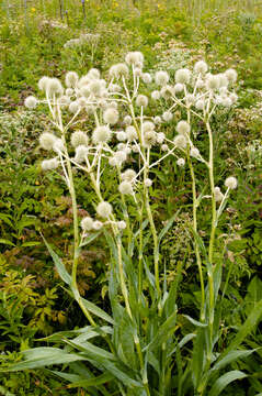 Image de Panicaut à feuilles de yucca