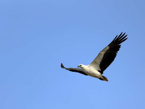 Image of White-bellied Sea Eagle