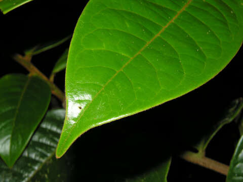 Image of Guatteria pudica N. Zamora & Maas